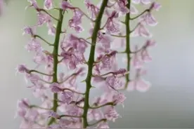 美得耀眼！安吉余村发现国家一级保护野生植物象鼻兰图片