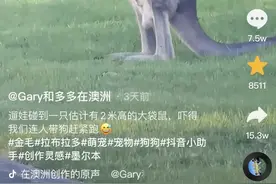 华人偶遇2米袋鼠，网友：“它光站在那里我就已经害怕了……”图片