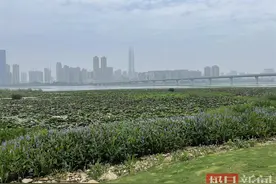 最高37℃！端午两日雨一日晴，纵有雨水亦闷热图片
