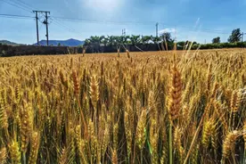 在希望的田野上｜莺啼小麦初黄时图片