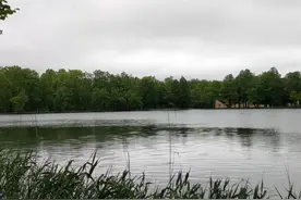 循着粽香过端午 |“涅瓦河粽”芦叶香图片