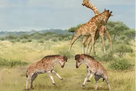 远古发现｜长颈鹿脖子为何变长？奇异化石揭示演化关键驱动力图片