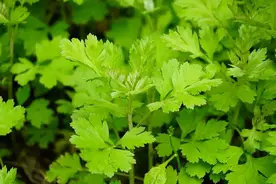 端午为何又称“浴兰节”？图片