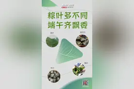 新闻8点见丨粽叶多不同，端午齐飘香：你见过几种？图片