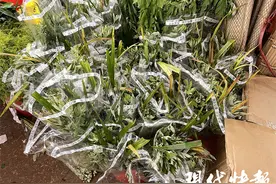 艾草从菜场走进花店，这个端午“挂艾”精致又文艺图片