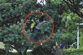 东部新城甬新河旁不少人上树摘杨梅图片