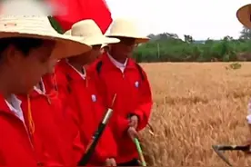 河南一校长带领学生割麦，体验劳动的辛苦视频封面