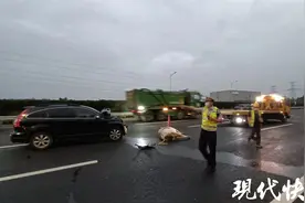 高速上突然出现一头牛，司机以为眼花避让不及撞了图片