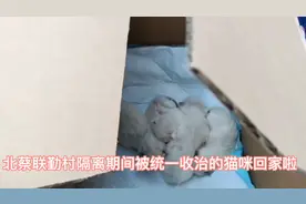 重逢｜隔离在外的猫咪回家了，还带回了5只猫宝宝图片