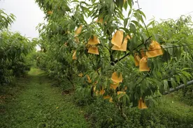 金山黄桃“初成长”，一个个穿上“新衣裳”～图片