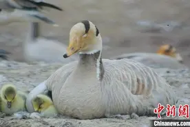 世界环境日：快来看长江源头斑头雁产仔吧图片