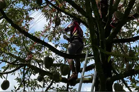 总台记者看世界丨一颗香甜绵软的泰国“金枕头”是怎样从树上来到中国图片