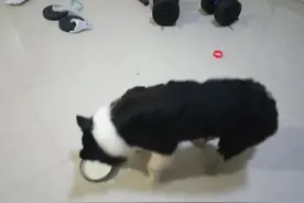 晨意帮忙丨@长沙人，谁的边牧丢了？捡狗人：一周无人领就带回老家图片