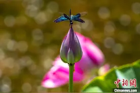 今日芒种｜辛勤耕耘，收获可期图片