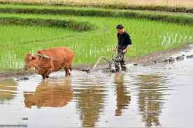 二十四节气｜芒种：一边收麦一边种稻，这是农家最忙碌的节气图片