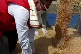 河南商丘52名志愿者自备干粮帮助村民收割小麦视频封面