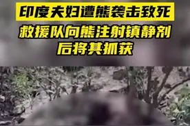 印度一对夫妇遭熊袭击致死，救援队向熊注射镇静剂后将其抓获图片