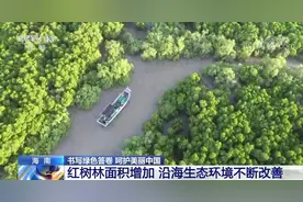 海南红树林面积逐年增加 沿海生态环境不断改善图片