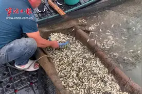 多数人不知道！400多万尾鱼苗是这样数出来的图片