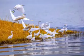 每日一词∣湿地保护 wetlands protection图片