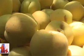 《记者帮忙》杏子好吃果难卖 华州区高塘镇北侯村大接杏熟了图片