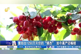 曾拍出1250万天价！这款樱桃品种坐果率高、个头饱满，丰产又畅销视频封面