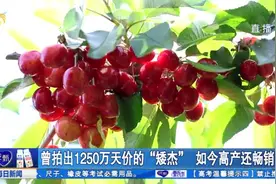 曾拍出1250万天价！这款樱桃品种坐果率高、个头饱满，丰产又畅销视频封面