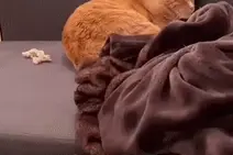 每日一笑，到底谁才是主人图片