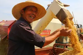 大河网网友记忆中的麦收故事②：我用相机记录下老人与他的麦田图片