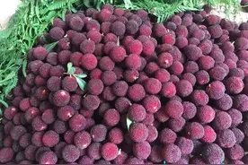 记者帮｜气温高湿度大，家里飞出各种小虫子，怎么处理才好呢？图片