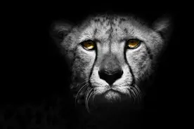 所有猎豹都是近亲繁殖的产物，但它们却没有灭绝图片