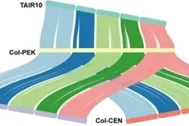 研究发布拟南芥高质量参考基因组图片