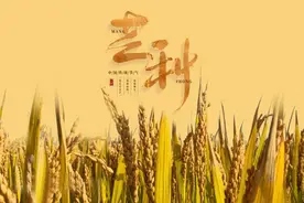 芒种前后，割麦种豆（大散文）图片