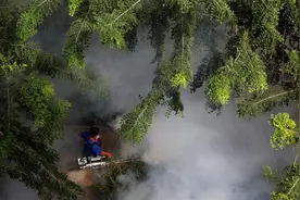 全球变暖创造繁殖条件，又一病毒在新加坡暴发图片