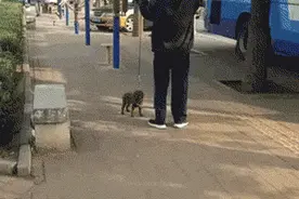 狗狗被迫配合爷爷锻炼身体，莫名和谐的画风笑哭了哈哈哈图片