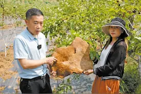 石泉发现重达4.29千克巨型桑黄图片