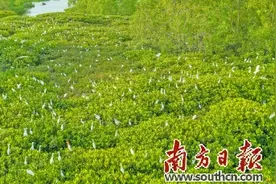 红树的风骨图片