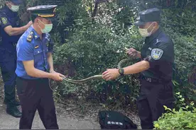 高考英语听力前考场边突然鸟鸣不止，城管特警联手抓出一条蛇图片