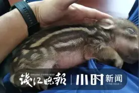 喝奶喝到睡着，杭州这个“小奶娃”跟父母走散，被带回消防站后，画风有点可爱图片