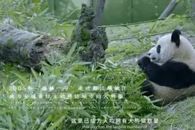 漫谈“大熊猫” | 王国平：都江堰，人与大熊猫相伴共生！图片