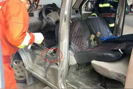 就在长沙！剧毒眼镜蛇竟从车里“冒出来”！太惊恐……图片