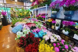 上海市中心最大的花鸟市场岚灵花鸟市场复市图片