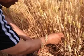 麦收新事｜黄河三角洲盐碱地的小麦测产报告来啦图片