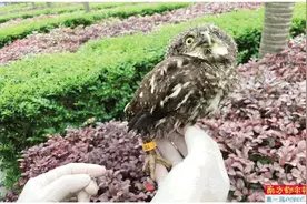 偶遇“小野猫”要不要抱回家？图片