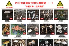 转提醒！别吃！川渝野生毒蘑菇图鉴图片
