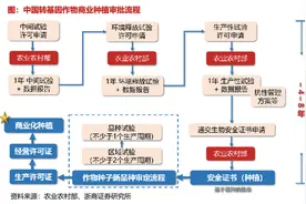 转基因大豆玉米品种审定标准出台，距产业化应用还有几步？图片