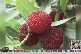 杨梅有虫到底能不能吃？专家：杨梅里的虫不含对人体有害的致病菌视频封面