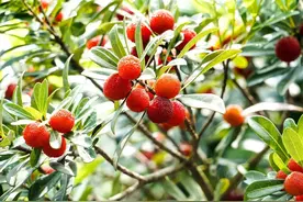 杨梅正当季，它居然背过这么多黑锅？真相来了！图片