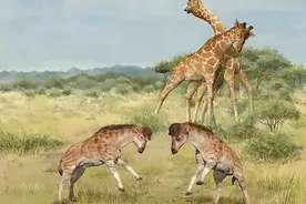 长颈鹿的脖子是如何变长的？图片