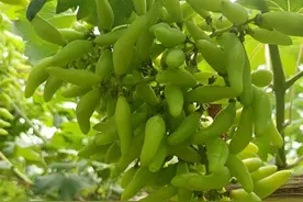 欧美杂交品种“金手指”葡萄在湖北试种获丰产图片